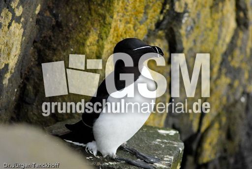 Tordalk (5 von 11).jpg